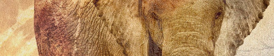 Elephant prints