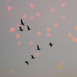 visuelle _poesie by Sara Mathonia