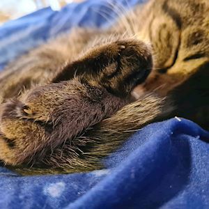 Helene Kira Håkansson