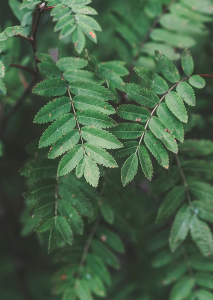 Poster: Bienvenue derrière les arbres - Ulrica Hållén