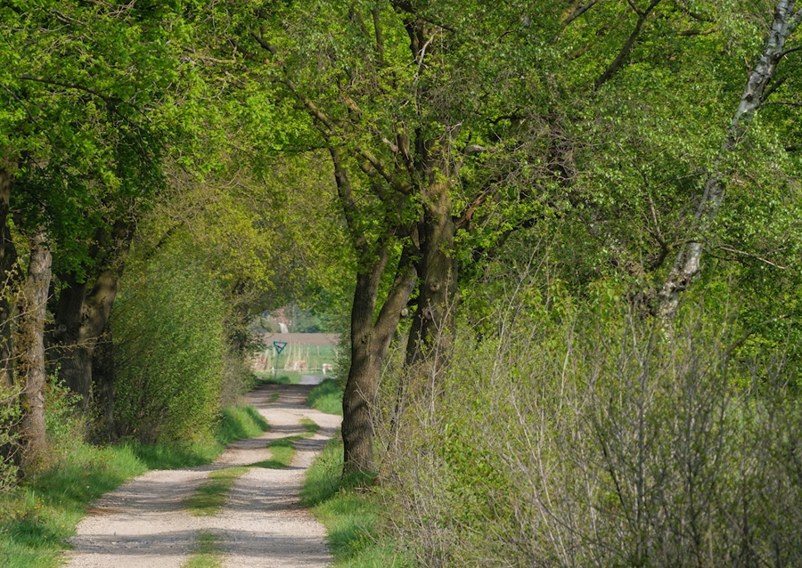 Lesní cesta v Münsterlandu