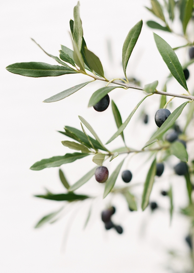 Olivengrene botanisk tryk