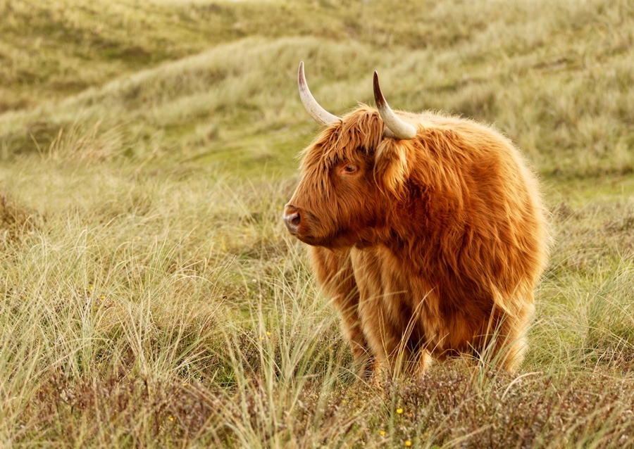 Skotsk højlandskvæg