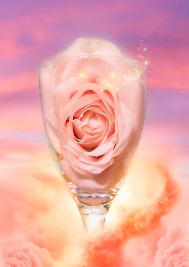 Heavenly rose
