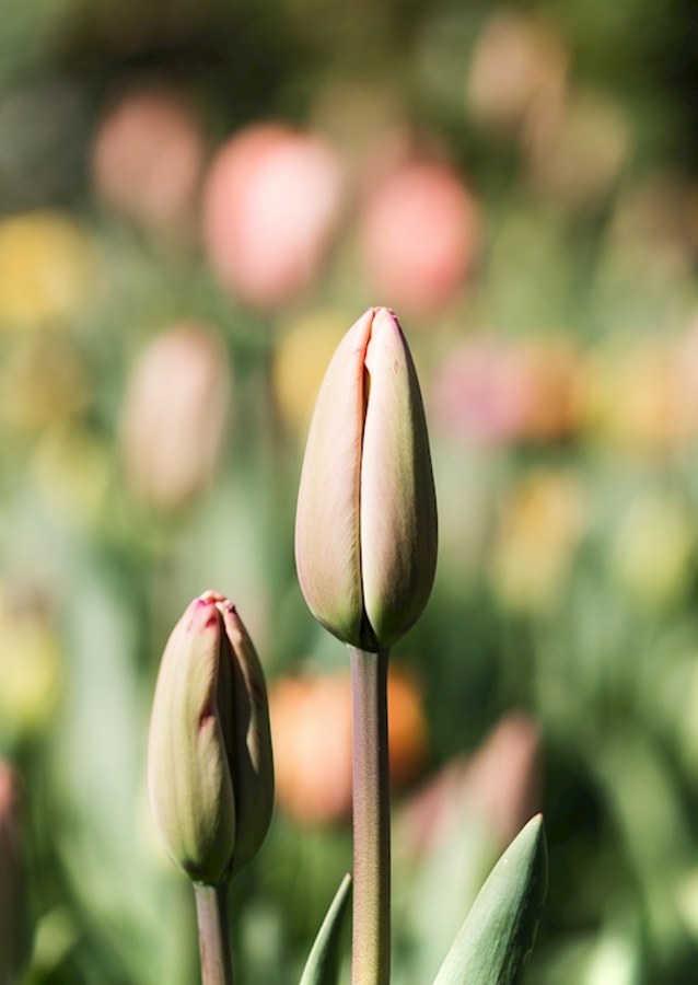 spring tulips