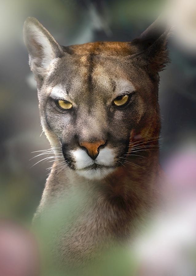 Böser Puma - Bad Cougar