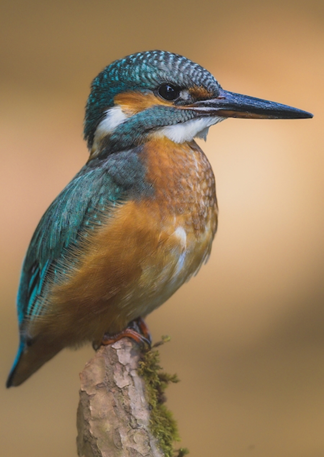 Martin pescatore nella luce del mattino
