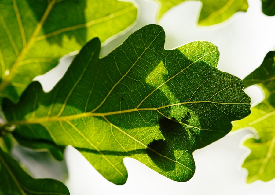 Eichenblatt mit Ameisen