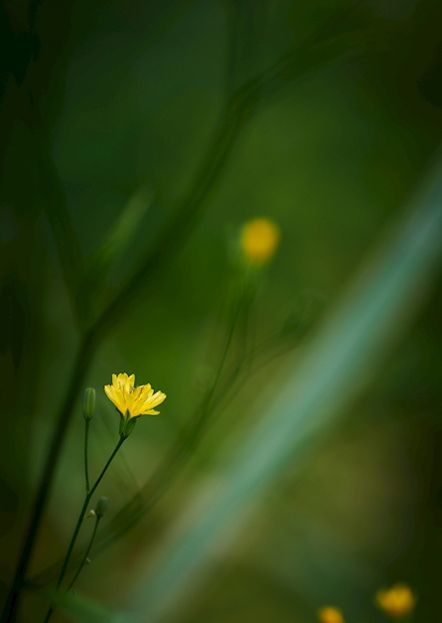 Mały żółty kwiat w lesie