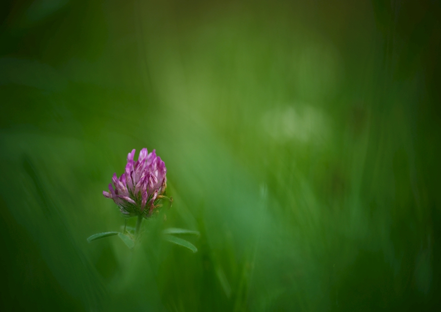 Květ červeného jetele v trávě