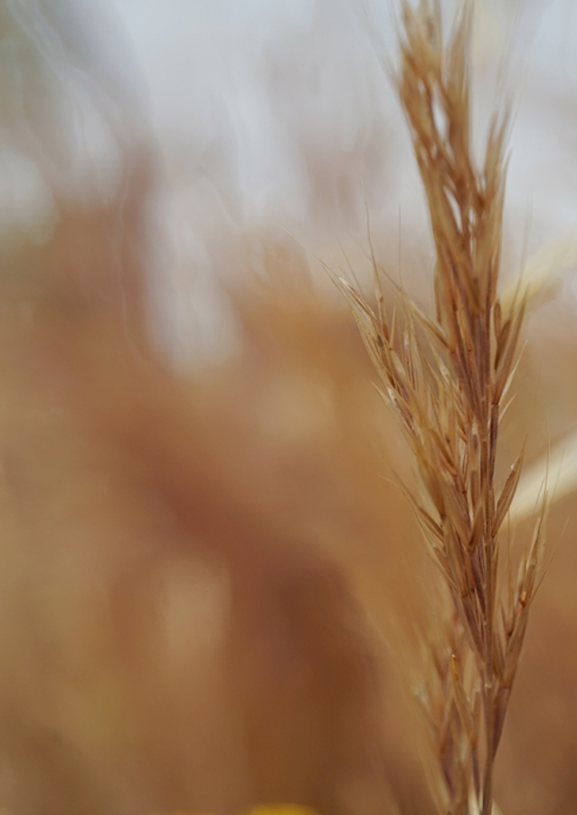 Rozmazané obiloviny