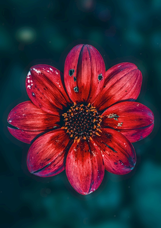 Red Dahlia