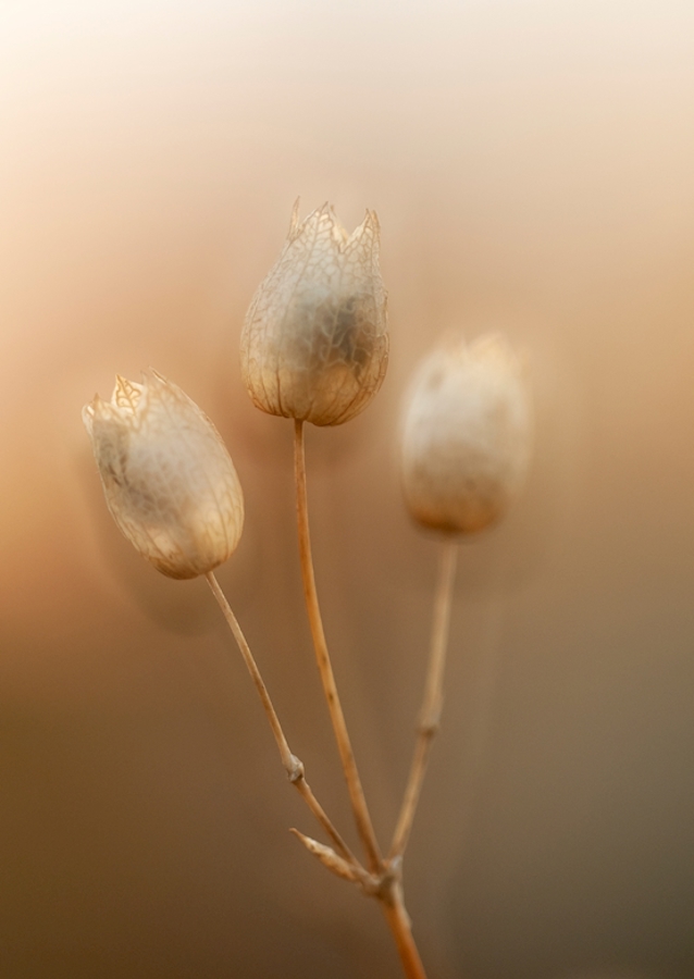 Strandglimmin's seed stage