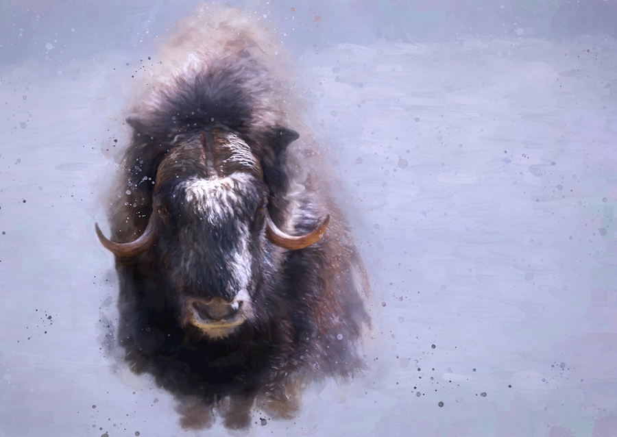 Moskusokse i Härjedalen