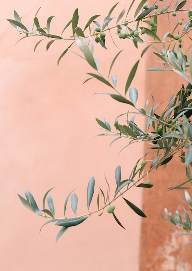 Olivengrene botanisk tryk