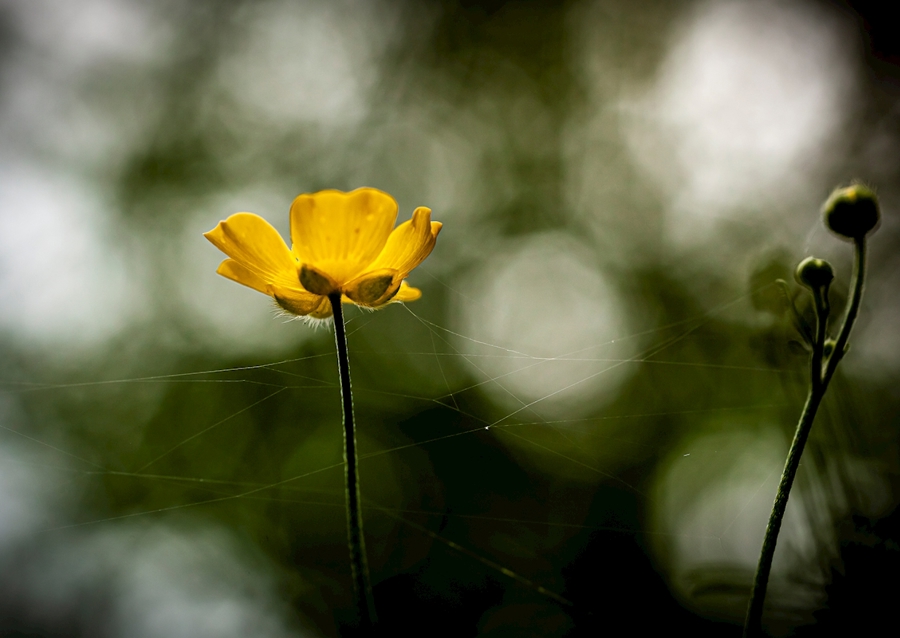 Butter flower on the meadow