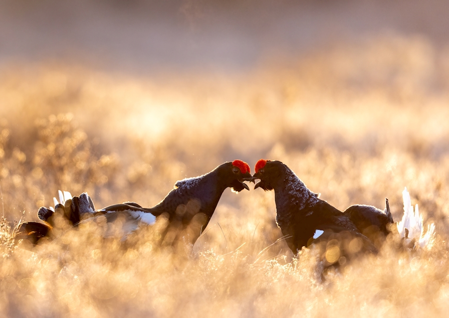 Rypespill i magisk lys