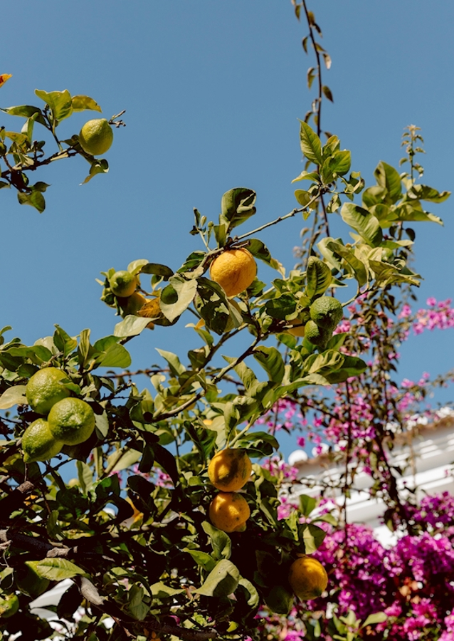 Lemon Tree