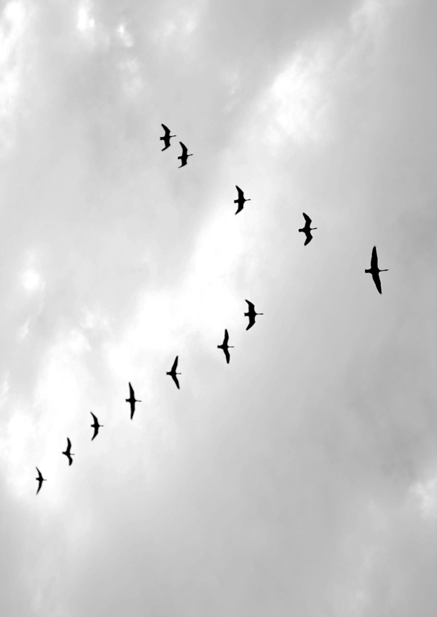 Flykt