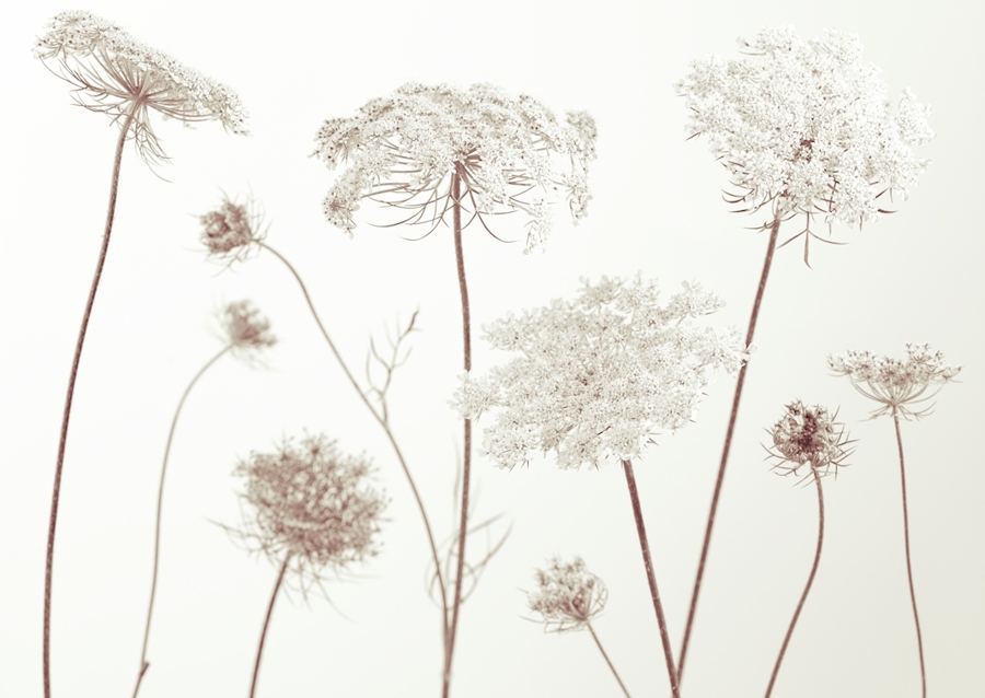 Cow parsley 2