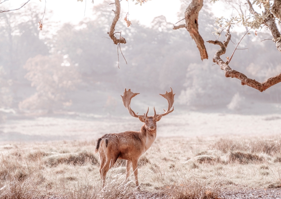 Stag in a field