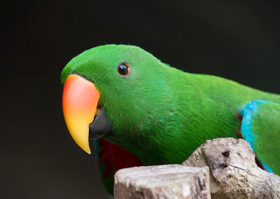 Ciekawa szlachetna papuga 