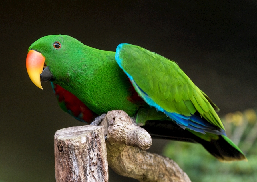 Szaropapagei (Eclectus roratus)