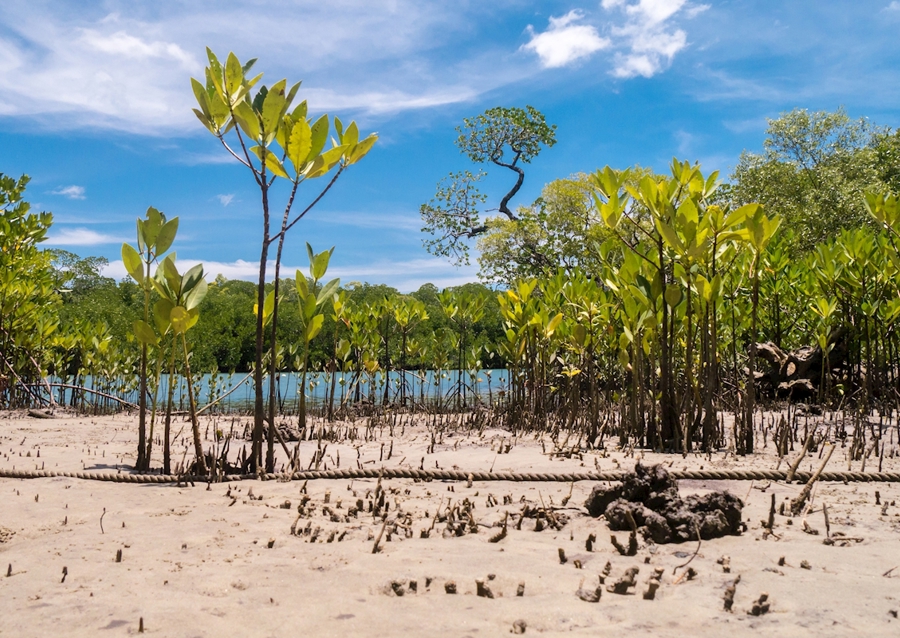 Riverbank Daintree Rainforest