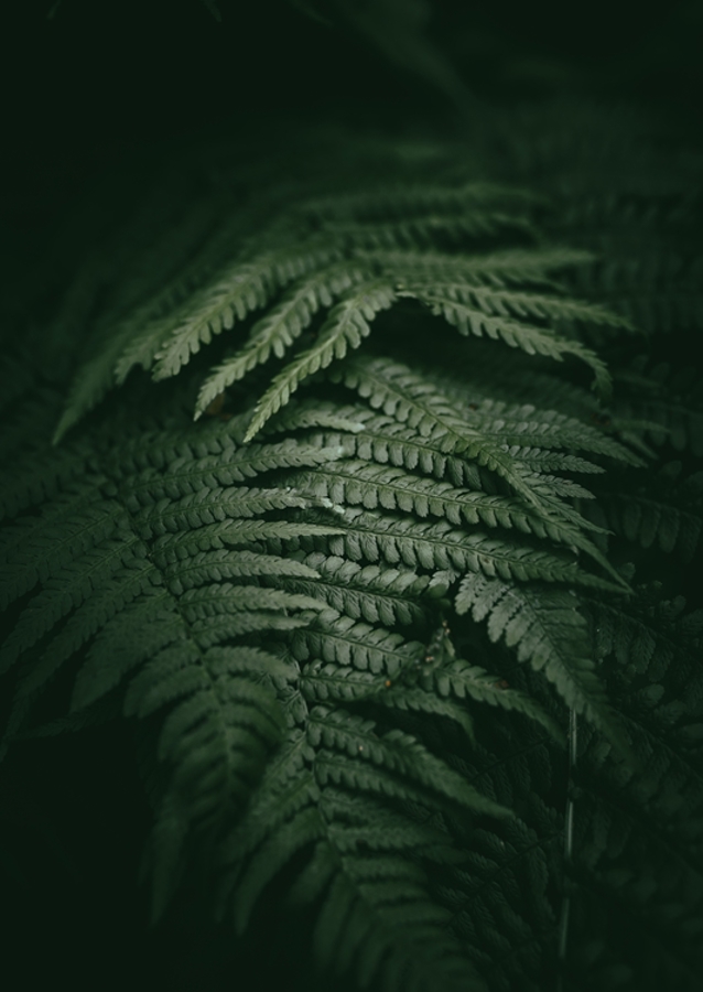 Kapradina v měsíčním světle