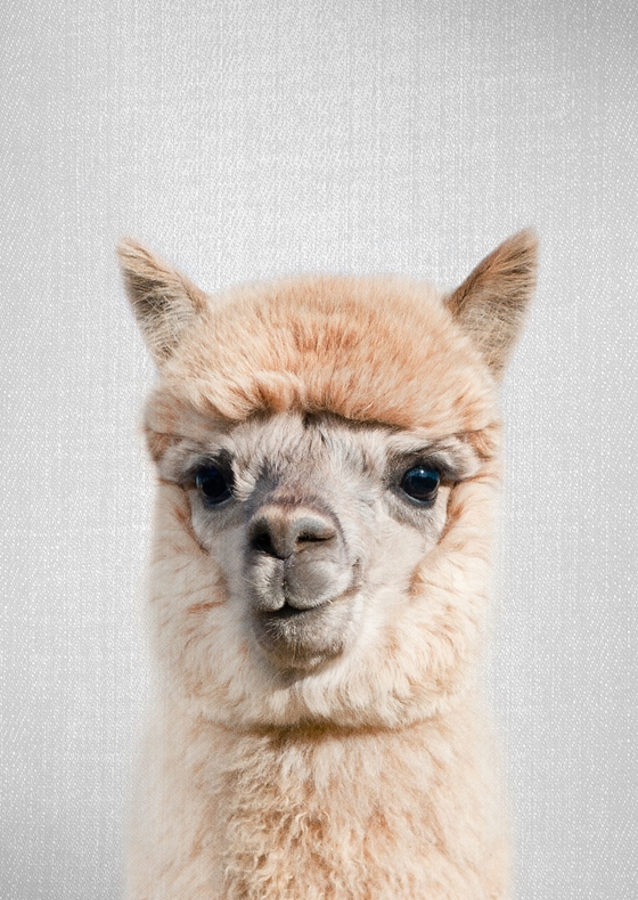 Alpaga