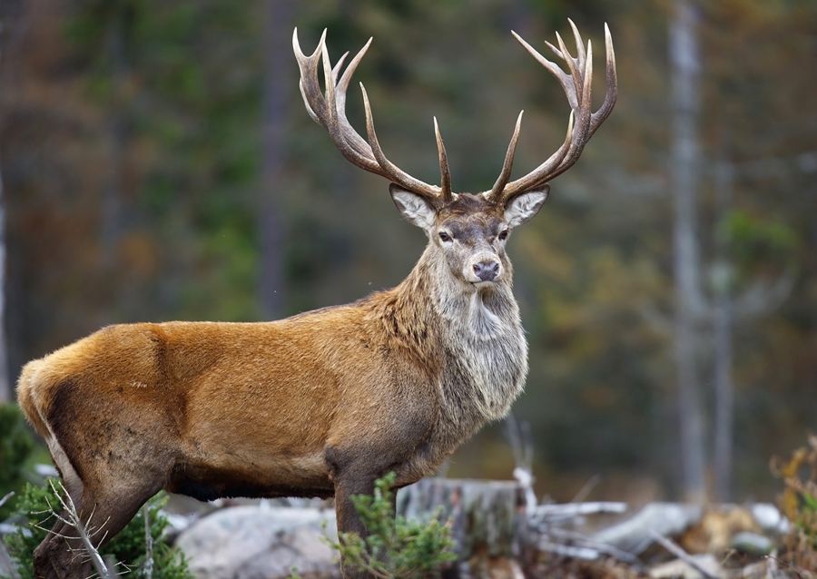 Red deer