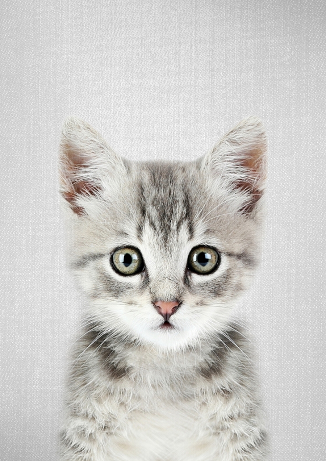 Kitten