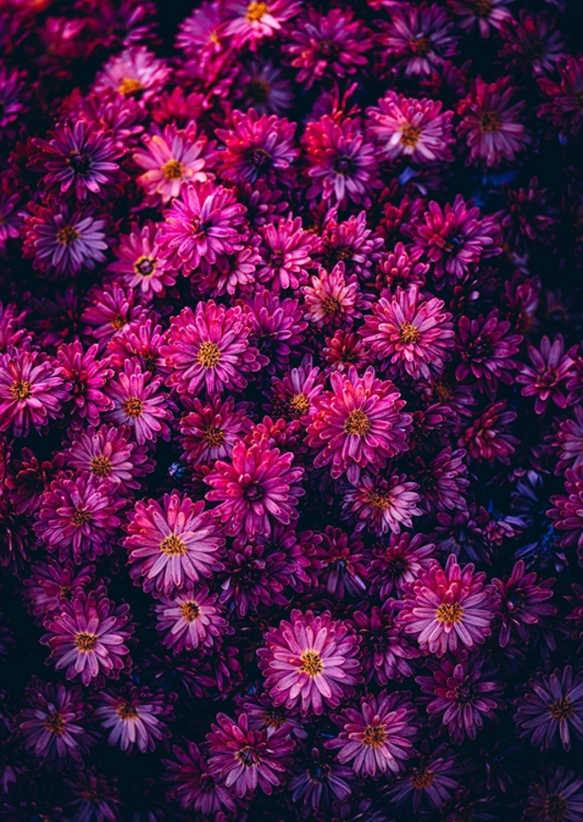 Chrysanthemum