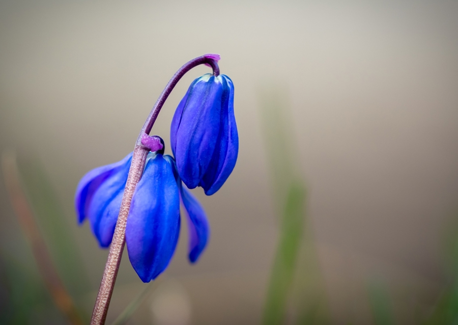 Ruská modrá hvězda