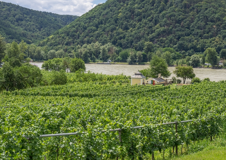 Wijngaarden aan de Donau
