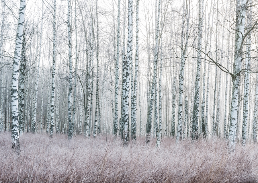 Frosty birch forest