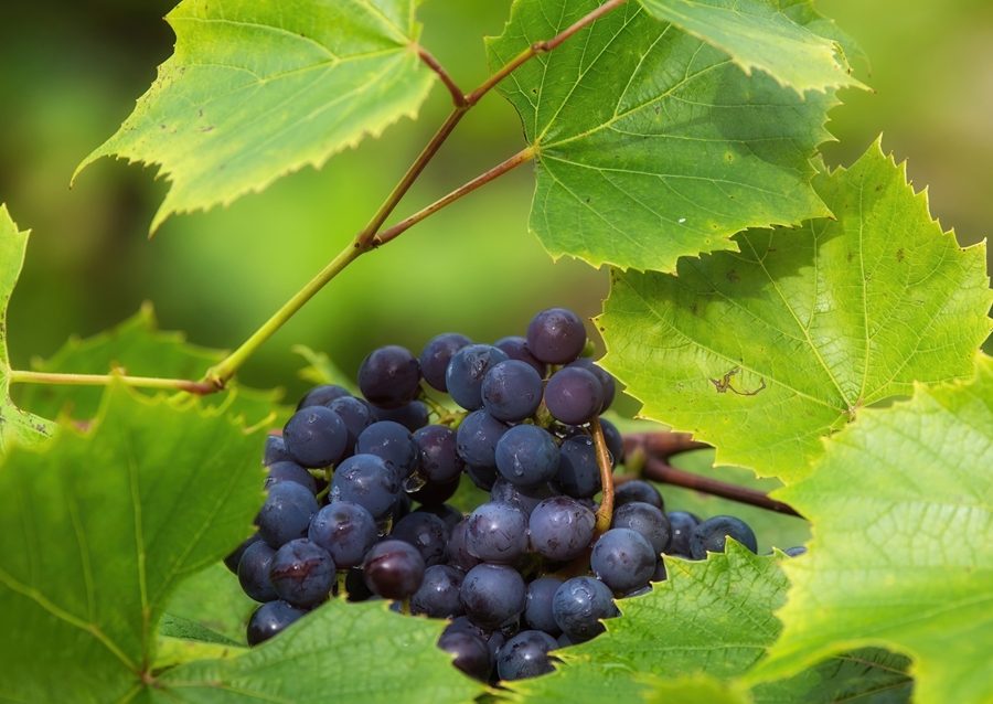 Grapes