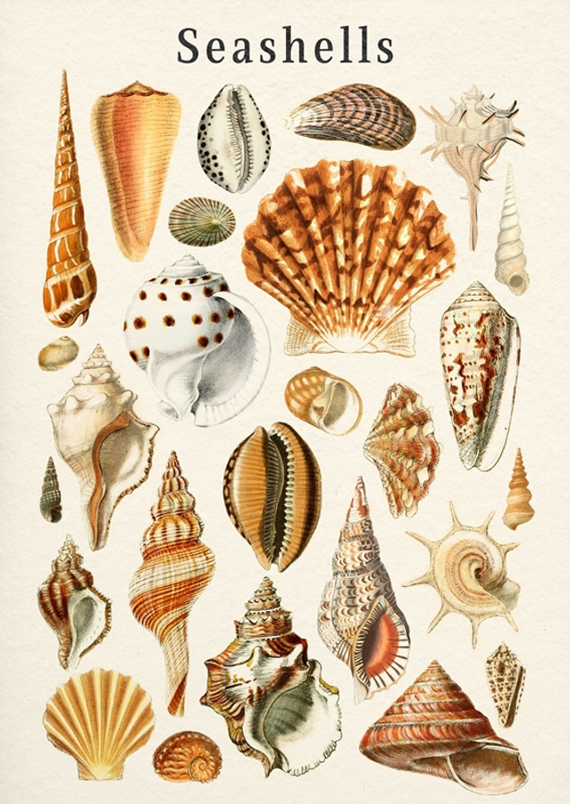 Seashells Collection