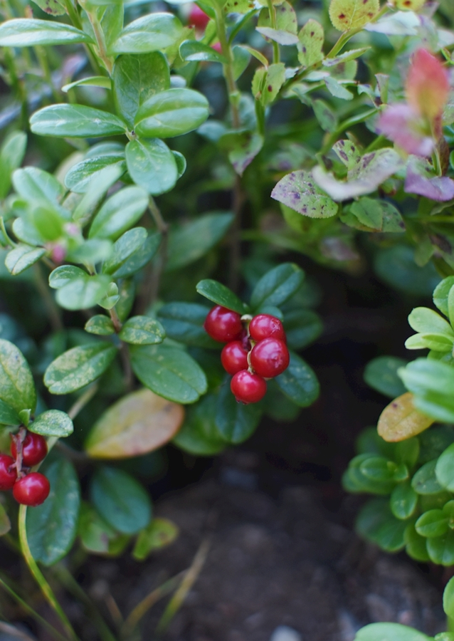 I lingonberry skoven