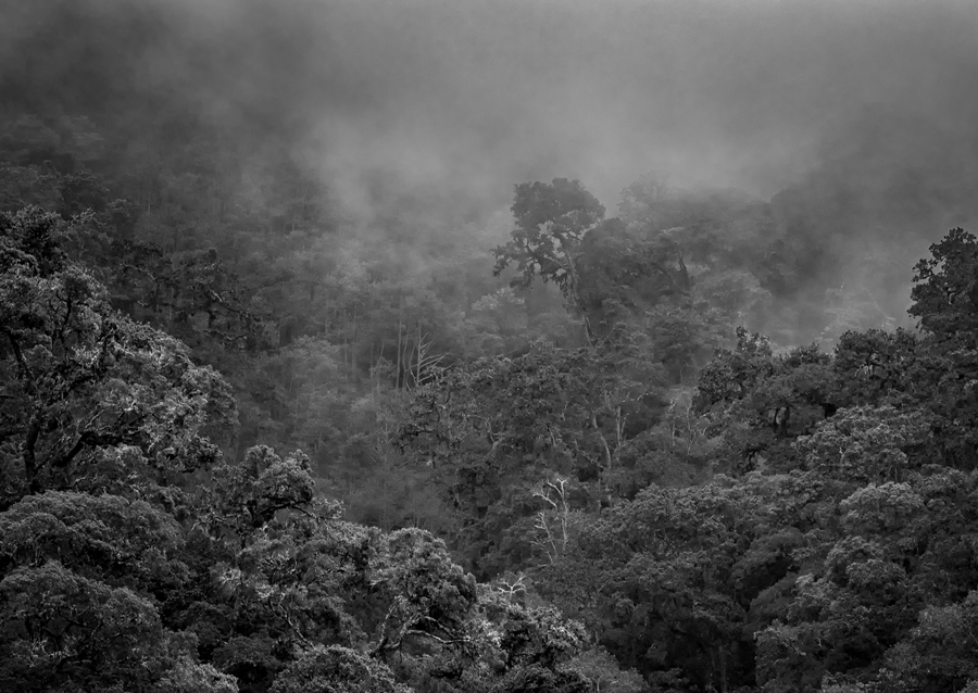 Tropický deštný prales I