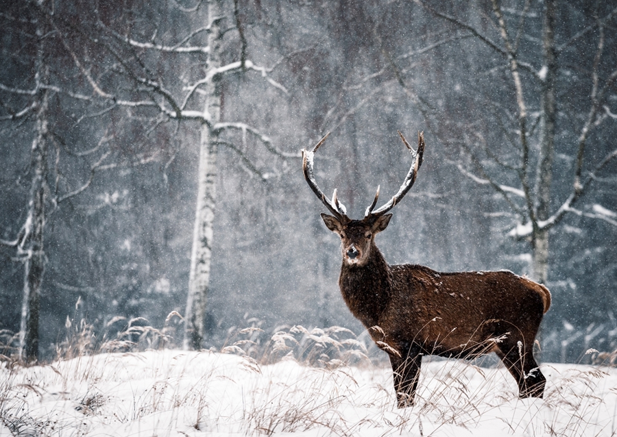 Deer in the snow