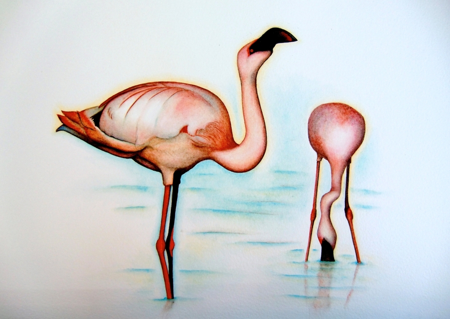 Flamingos