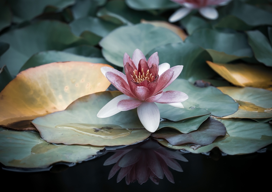 Refleksion af en vandlilje