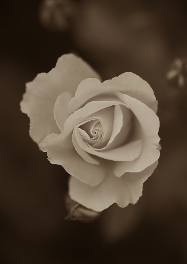 Rosas en Sepia