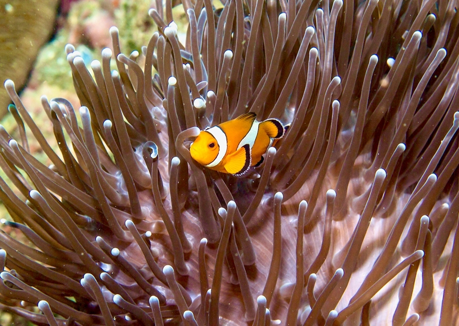 Klovnefisk i anemon
