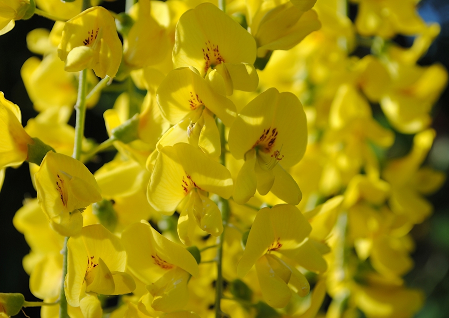 Laburnum