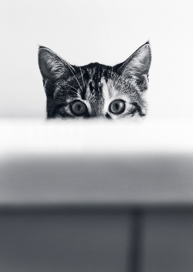 Katze in der Badewanne