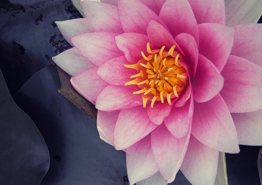 Rosenwasser