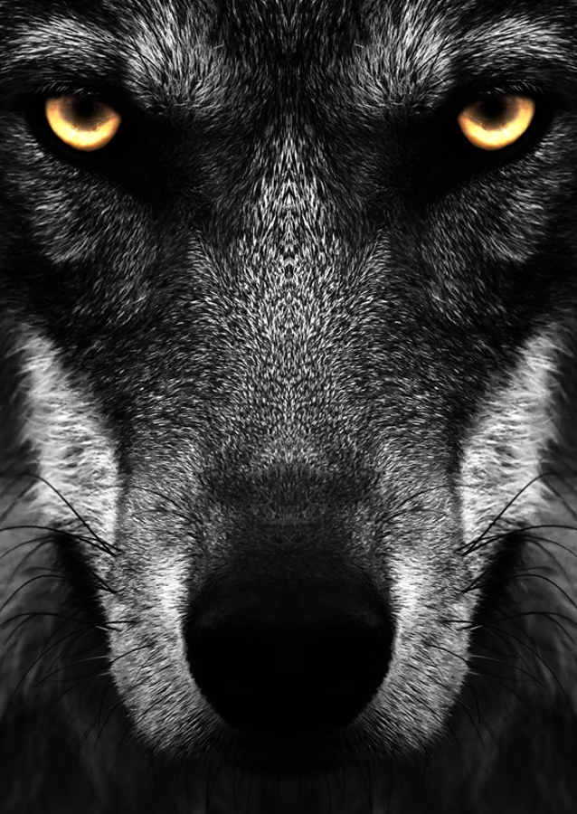 Black Wolf