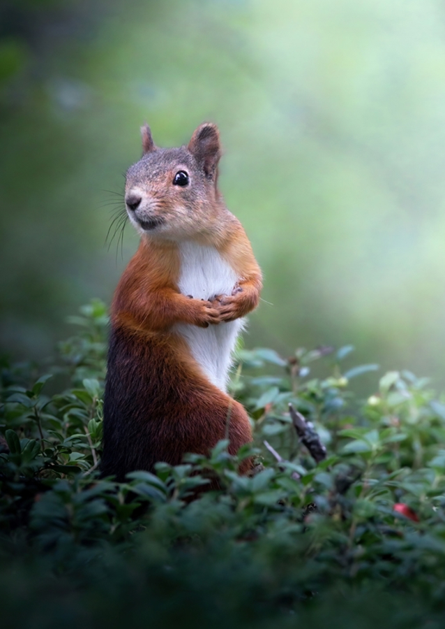 Posing squirrel